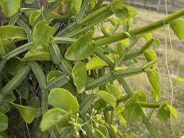 Image result for Cissus glaucophylla