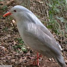 These include chocolate candy bars such as kit kats and krackel bars. Animals That Start With K List Of Amazing Animals Beginning With K