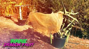 A full list of all available rust skins: Should You Care About Rust On Your Dragon Fruit Treat It Or Leave It Youtube