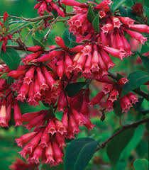 With it's variegated leaves that take on a pink tint in the winter, wintercreeper adds interest to your garden all year round. 10 Flowering Evergreen Shrubs Finegardening