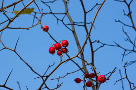 Honey locust (gleditsia triacanthos), a leguminous tree with pods having a sweet, edible pulp. List Of Plants With Thorns Hunker