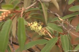 Image result for Croton gratissimus