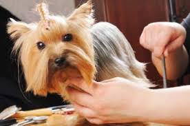 We did not find results for: Yorkie Grooming Yorkshire Terrier Information Center