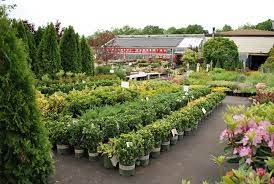 Plant Nursery Plants Organic Vegetable Garden