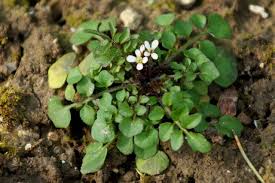 • spread the seeds in a frying pan and dry roast while stirring for about 8 minutes. Cardamine Hirsuta Alchetron The Free Social Encyclopedia