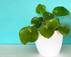 Peperomia are wonderful plants to grow indoors as they have so many features that make them how do you take care of a peperomia plant? Peperomia Polybotrya Raindrop Care My Little Jungle