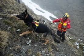 Chó cứu hộ: Những 'người hùng' trong các vụ lở tuyết trên dãy Alps