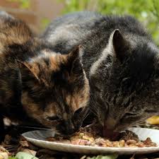 Gambar kucing sedang makan ikan. 7 Makanan Kucing Kampung Murah Yang Paling Banyak Disukai Pintarpet