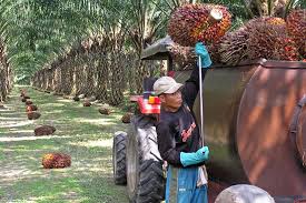 It operates through the following segments: Palm Oil Could Put Cash In Hand Barron S