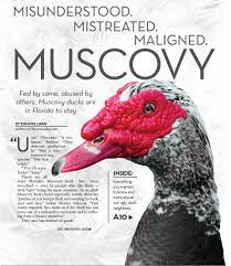 With a wingspan of 1.5 m (4.9 ft), the black vulture is a large bird though relatively small for a vulture. Misunderstood Mistreated Maligned Muscovy Fort Myers Florida Weekly