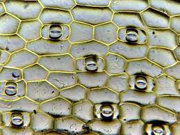 The rigid exterior around the cells is necessary to allow the plants to grow upright. How Guard Cells Function Biological Strategy Asknature