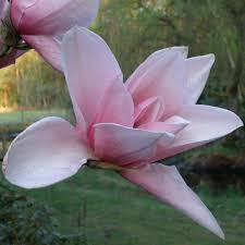 Magnolia 'star wars' flower (21/04/2013, kew gardens, london) the etymological root of the binomial name magnolia was named after pierre magnol, a 17th century. Star Wars Magnolias Buy Magnolia Star Wars Online Millais Nurseries