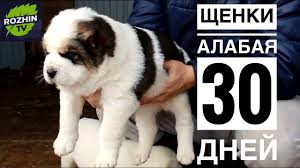 При ограничении движений может проявиться ожирение, и проверяют обычно связкой ключей, которые бросают на пол. Shenki Alabaya 30 Dnej Ves Shenkov Youtube