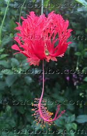 Image result for Hibiscus schizopetalus