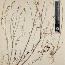 Image result for Liparis killmanniae