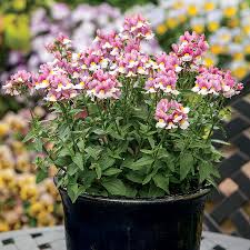 Image result for Nemesia