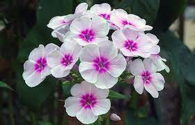 Phlox Flower Meaning And Symbolism Phlox Flowers Pollinator Garden Butterfly Garden Plants