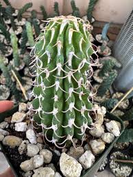 Image result for Euphorbia unicornis