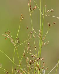 Image result for Bulbostylis pusilla