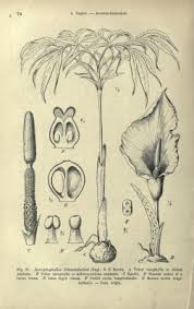 Image result for Amorphophallus abyssinicus