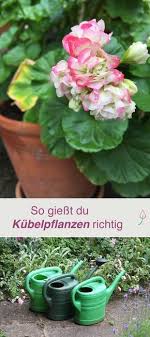 Kubelpflanzen Richtig Giessen Kubelpflanzen Pflanzen Garten Anpflanzen