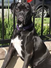 Black And White American Bulldog Boxer Mix Black Boxer Suntanning White Boxer Dogs Black Boxer Puppies Black Boxer Dog