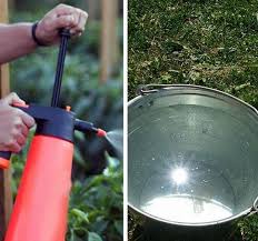 Ammoniakgeruch ist periodisch, zum beispiel, erscheint nur am morgen, bevor eine person eindringt. Ammoniak Fur Die Pflanzenernahrung Wie Man Im Garten Tomaten Gurken Erdbeeren Und Andere Pflanzen Mit Ammoniak Bespruht Und Giesst Ammoniak Im Garten Anwendungsmerkmale Und Testberichte So Spruhen Sie Ammoniak Richtig