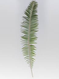 Image result for Encephalartos ngoyanus