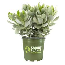 Image result for Senecio greenwayi