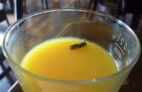 Maybe you would like to learn more about one of these? Makanan Minuman Kejatuhan Serangga Apakah Najis