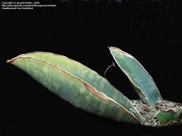 Image result for Sansevieria sinus-simiorum