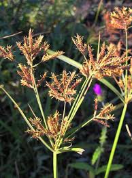 Image result for Cyperus longus