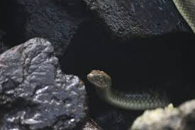 The ground in the mentioned countries is at most times frozen, hence snakes can hardly survive. Where Do Snakes Go When It S Cold Rentokil Us Blog