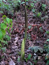 Image result for Anchomanes