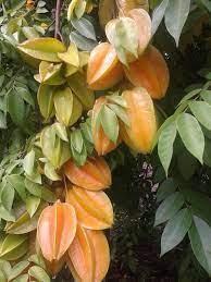 Frutas De Caranbolas Fruit Pink Flamingos Vegetables