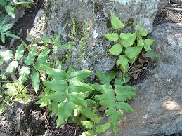 Image result for Anemiaceae