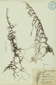 Image result for Digitaria longiflora