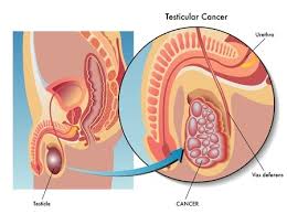 Image result for Testicle