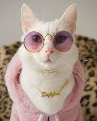 Maoexe On Twitter Funny Animals Funny Cats Funny Outfits
