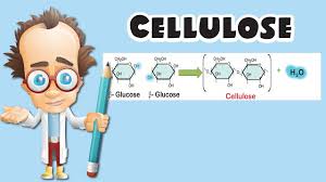 Cellulose is an international journal devoted to the dissemination of research and scientific and technological progress in the field of cellulose and related naturally occurring polymers. Cellulose Youtube