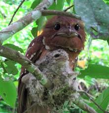 Malaysian large frogmouth and her chick. Bet You Ve Never Seen This Rare Southeast Asian Bird Before Science