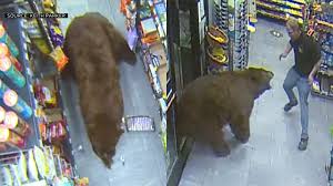 After a game of basketball the bears find out their stuff has been stolen. Video Shows Bears Searching For Food Inside Lake Tahoe Convenience Store Abc7 San Francisco