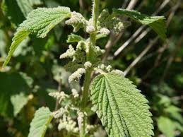 Image result for Urticaceae