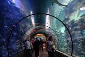 Aquarium At Mandalay Bay Cameron Gallenberg Umm Yes