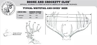 Scoring Whitetail Deer Bass Pro Shops