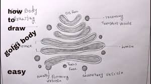 How To Draw Golgi Body Step By Step Easy Golgi Body Drawing Youtube An italian scientist camillo golgi (1898) described the internal reticular apparatus (apparto reticulareinterno) in the nerve cells of the barn owl as a special cytoplasmic area. how to draw golgi body step by step easy golgi body drawing