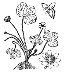 The original format for whitepages was a p. Flowers Clipart Coloring Page Free Stock Photo Public Domain Pictures