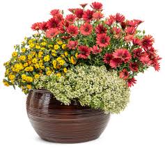 Image result for sanvitalia combine in pots