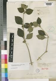 Image result for Justicia petiolaris