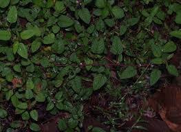 Image result for Melochia melissifolia
